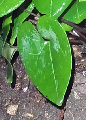 �t�Q(����)