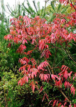 紅葉