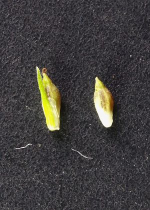 雌鱗片(左)・果胞(右)