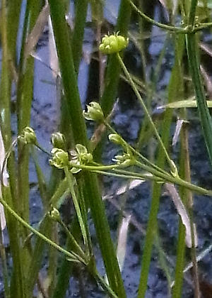 �ʎ�(����)