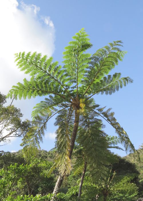 沖縄 ヘゴ ヒカゲヘゴ 観葉植物 シダ植物 - 観葉植物