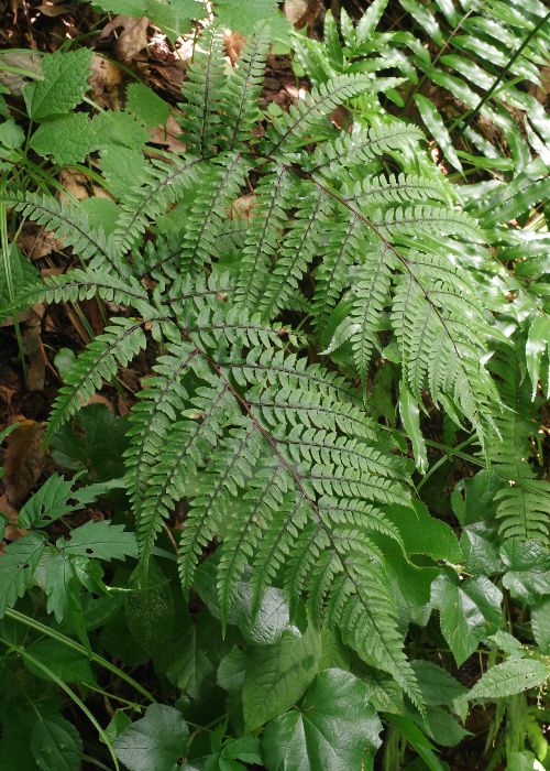 サキモリイヌワラビ1