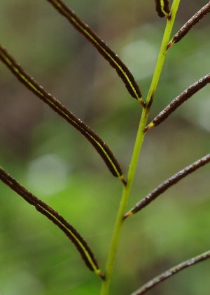 胞子葉