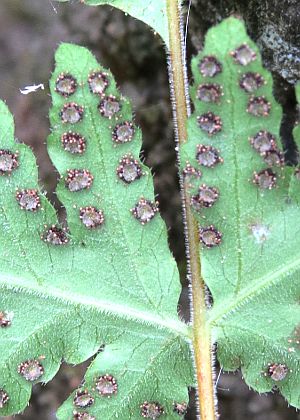 �E�q�X�Q�Q