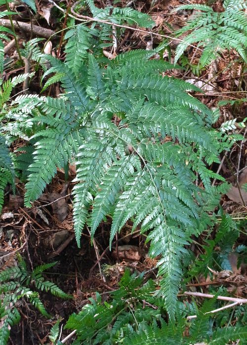 コバノカナワラビ1(栄養葉)