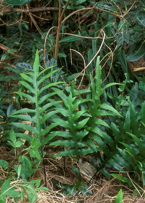 オキナワウラボシ